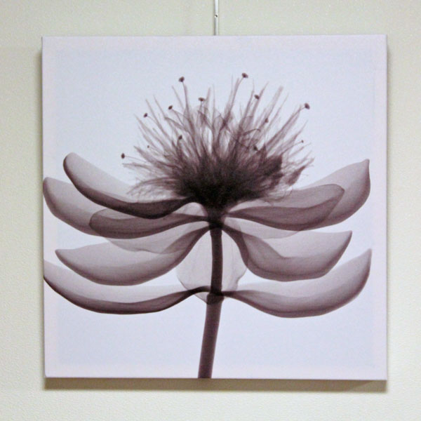 アートパネル　X-rayハーブ