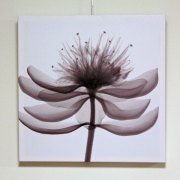 アートパネル　X-rayハーブ