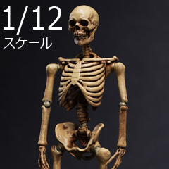 【101TOYS】ES002 1/12 PALM ELF SERIES SKELETON FRAME BODY -Original color version スケルトン ボディ 骸骨 骨格模型