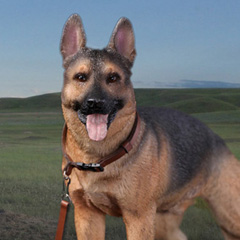 【DID】AS003 German Shepherd 1/6スケール 犬 ジャーマンシェパード