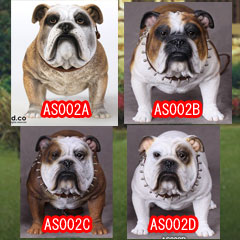 【DID】AS002 Animal series British Bulldog 1/6スケール 犬 ブリティッシュ・ブルドッグ
