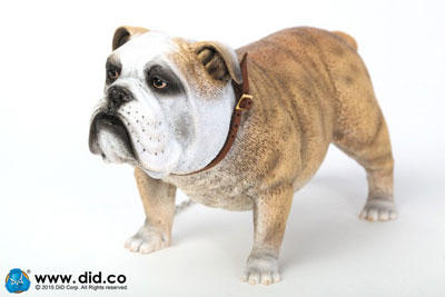 DID】AS002 Animal series British Bulldog 1/6スケール 犬