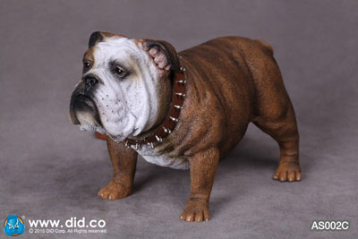 DID】AS002 Animal series British Bulldog 1/6スケール 犬