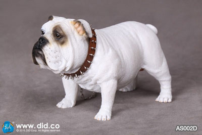 DID】AS002 Animal series British Bulldog 1/6スケール 犬
