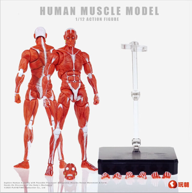 玩朝】HUMAN BODY Super Movable Muscle Man 超可動 肌肉人 筋肉人体