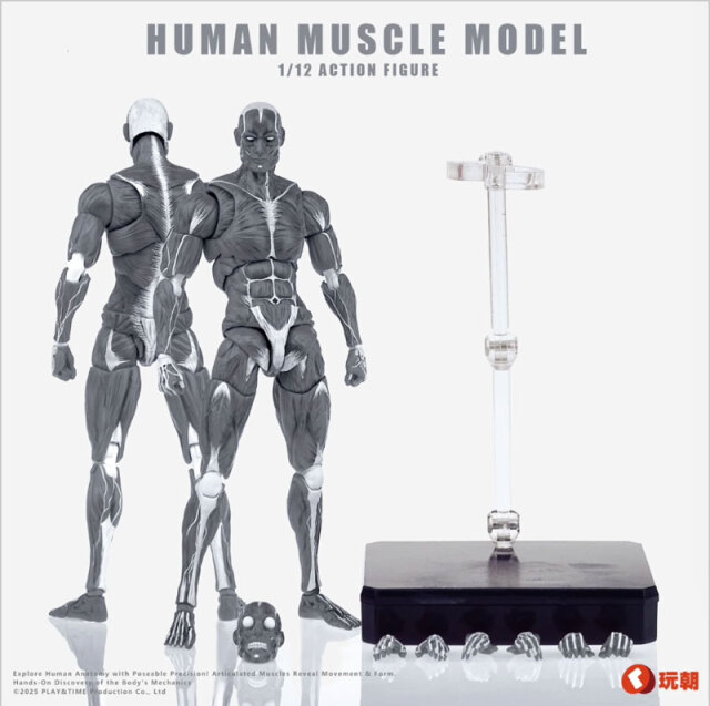 玩朝】HUMAN BODY Super Movable Muscle Man 超可動 肌肉人 筋肉人体