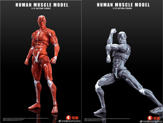 玩朝】HUMAN BODY Super Movable Muscle Man 超可動 肌肉人 筋肉人体