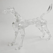 【オビツ】OBITSU BODY The DOG TYPE B クリア