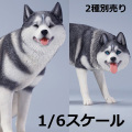 【JxK.Studio】JXK110A/JXK111A 1/6 Siberian Husky 1/6スケール シベリアン・ハスキー 犬 イヌ