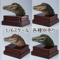 【Mostoys】MS2104 BCDE 1/6 Crocodile Head クロコダイル ワニ 1/6スケール 動物ヘッド