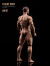 【ANT】AM116 1/12 Muscle Male Body 1/12 筋肉男 マッスル マスキュラー アクションフィギュ