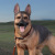 【DID】AS003 German Shepherd 1/6スケール 犬 ジャーマンシェパード