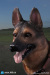 【DID】AS003 German Shepherd 1/6スケール 犬 ジャーマンシェパード