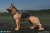 【DID】AS003 German Shepherd 1/6スケール 犬 ジャーマンシェパード