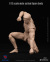 【crazyfigure】LT003 1/12 scale male action figure body フィギュアボディ デッサン人形 1/12スケールフィギュア 男性ボディ素体