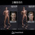 【DAM】1/6 ACTION 2.0 NARROW SHOULDERS BODY NO.MALE01 or MALE02 1/6スケール 男性ボディ素体