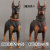 【DID】AS001B AS001R Animal series Doberman Pinscher 1/6スケール 犬 ドーベルマン