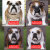 【DID】AS002 Animal series British Bulldog 1/6スケール 犬 ブリティッシュ・ブルドッグ