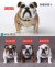 【DID】AS002 Animal series British Bulldog 1/6スケール 犬 ブリティッシュ・ブルドッグ