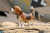 【DID】E60060 1/6 Diorama of "Star of Afrika" アフリカの星 ハンス＝ヨアヒム・マルセイユ用拡張 ジオラマセット ヘッド＆犬付属