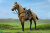 【DID】E60076 U.S. Civil War Brown War Horse (Standing) アメリカ南北戦争 騎馬 馬 ブラウン 鞍付 （スタンディング）