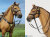 【DID】E60076 U.S. Civil War Brown War Horse (Standing) アメリカ南北戦争 騎馬 馬 ブラウン 鞍付 （スタンディング）