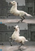 【DID】E60078 Napoleon White Horse (Prancing) ナポレオン愛馬 マレンゴ 騎馬 跳ね馬 白馬 ホワイト 鞍付 （プランシング）