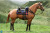 【DID】E60082 Brown-Red War Horse (Standing) ネイサン大尉 愛馬 騎馬 栗毛 ブラウンレッド 鞍付 （スタンディング）