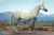 【DID】E60086 U.S. Civil War White War Horse (Standing) アメリカ南北戦争 騎馬 白馬 ホワイト 鞍付 （スタンディング）
