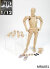 【MR.FIGURE】MRA031 1/12 Man Body 1/12アクションフィギュアボディ デッサン人形 1/12スケールフィギュア 男性ボディ素体