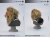 【Mostoys】MS2302 1/6 Lion Head 2.0 ライオン 1/6スケール 動物ヘッド