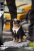 【PCTOYS】PocketCosmos PC022C 1/12 Agent J&K エージェント2体セット+パグ犬 1/12スケールアクションフィギュア