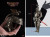 【COO】SE105 1/6 SERIES OF EMPIRES - FERDINAND II OF THE HOLY ROMAN EMPIRE (STANDARD COPPER VERSION)