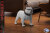 【Soosootoys】SST-025AC Terror 犬 1/6スケール 犬フィギュア