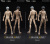 【V Toys X BMS】VB002/VB003 1/12th action figure for custom The One フィギュアボディ