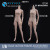 【ZYTOYS】ZY-B008 / ZY-B009 Chested White-Muscled Female Body 1/6スケール 女性フィギュアボディ素体 デッサン人形