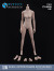 【ZYTOYS】ZY-B008 / ZY-B009 Chested White-Muscled Female Body 1/6スケール 女性フィギュアボディ素体 デッサン人形