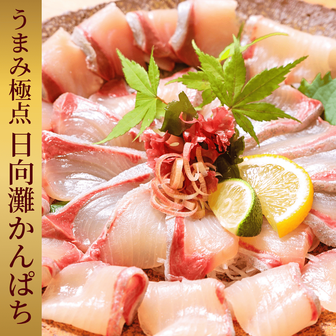 うまみ極点製法 日向灘かんぱち（柵）約600～700g【送料無料】