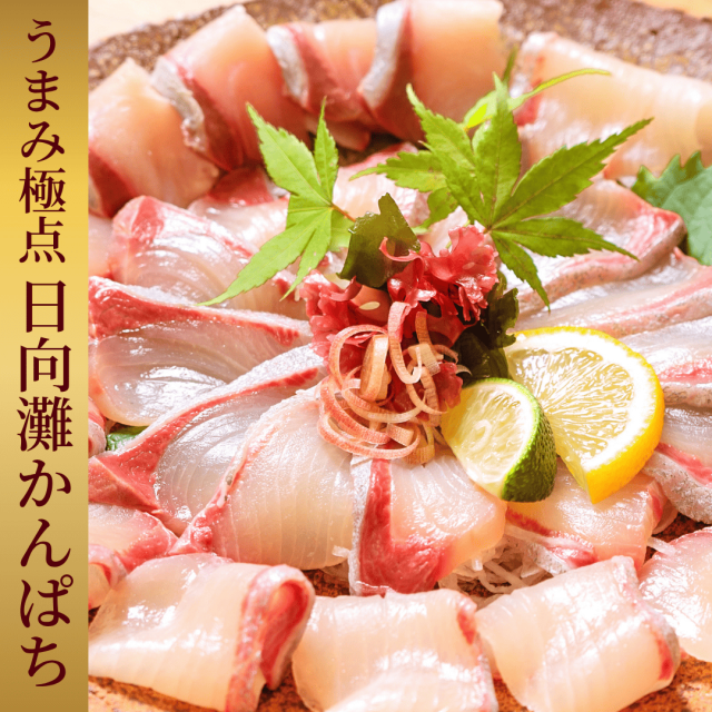 うまみ極点製法 日向灘かんぱち(柵)約600~700g【送料無料】