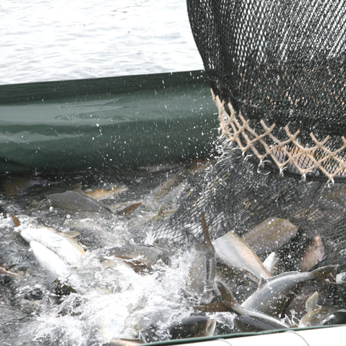 産直ぶり刺身柵
