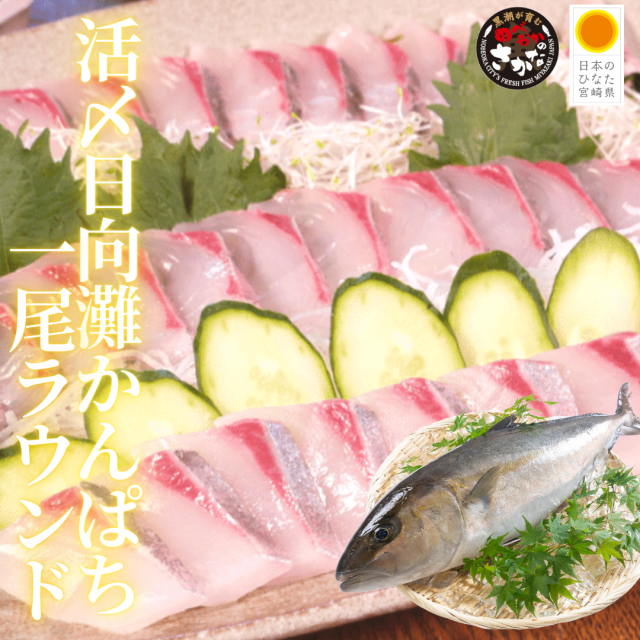 【送料無料】活〆日向灘かんぱち 1尾