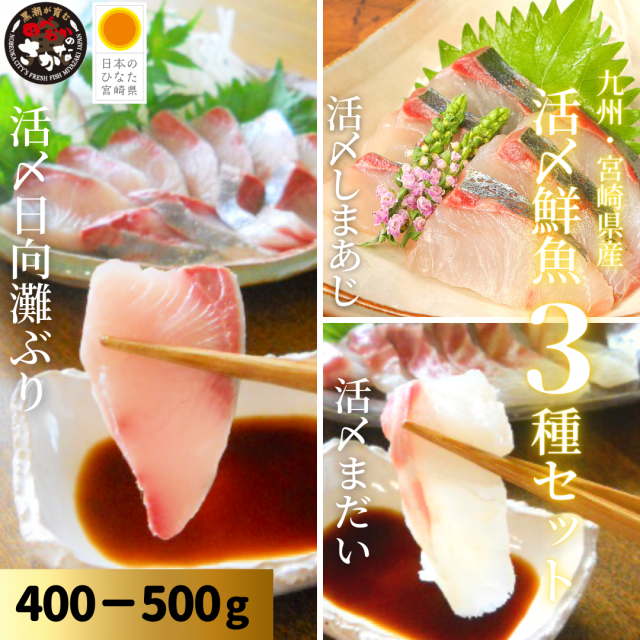 【送料無料】活〆鮮魚３種セット 約400-500ｇ（柵）／日向灘ぶり・真鯛・しまあじ