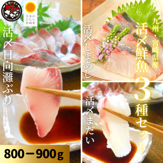 【送料無料】活〆鮮魚３種セット 約800-900ｇ（柵）／日向灘ぶり・真鯛・しまあじ