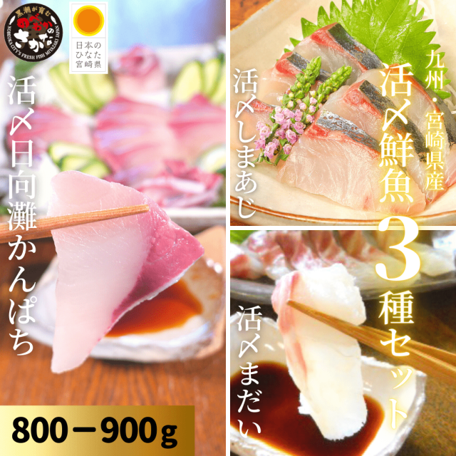 【送料無料】活〆鮮魚３種セット 約800-900ｇ（柵）／日向灘かんぱち・真鯛・しまあじ