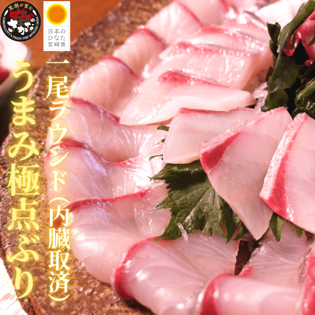 【送料無料】うまみ極点製法 日向灘ぶり １尾（内臓取済）