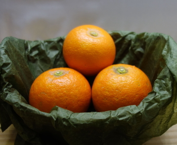 もれなく進呈中(おひとり様１個)！ミカンと生マグロの熊野からのお酒によくあうグルメのお届け