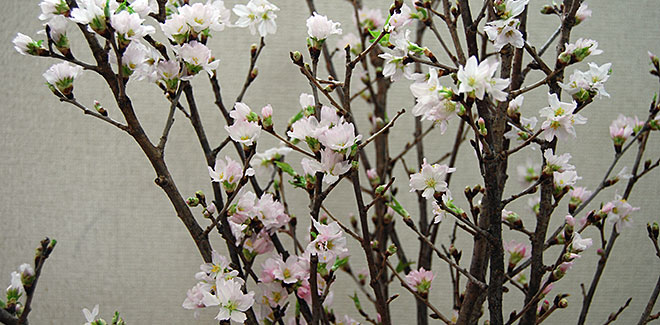 啓翁桜