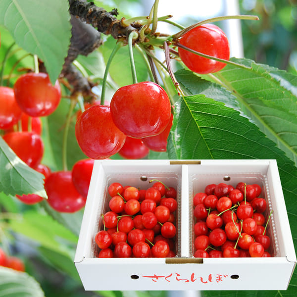 極上さくらんぼ佐藤錦バラ1kg(500g×2)