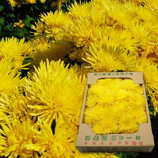 【2025年完売】2026年9月頃〜予約開始予定|山形の食用菊約1kg(黄色)