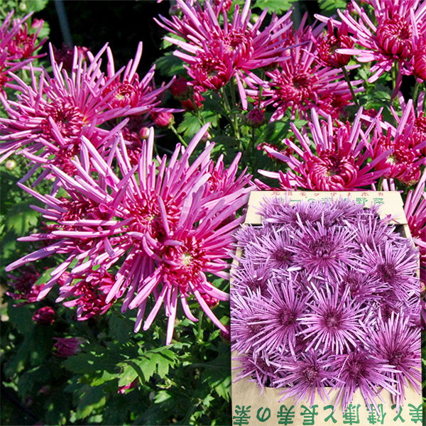 【2025年完売】2026年9月頃〜予約開始予定|【数量限定】山形の食用菊約1kg(特選赤)